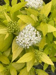 Spiraea japonica White Gold ✔
