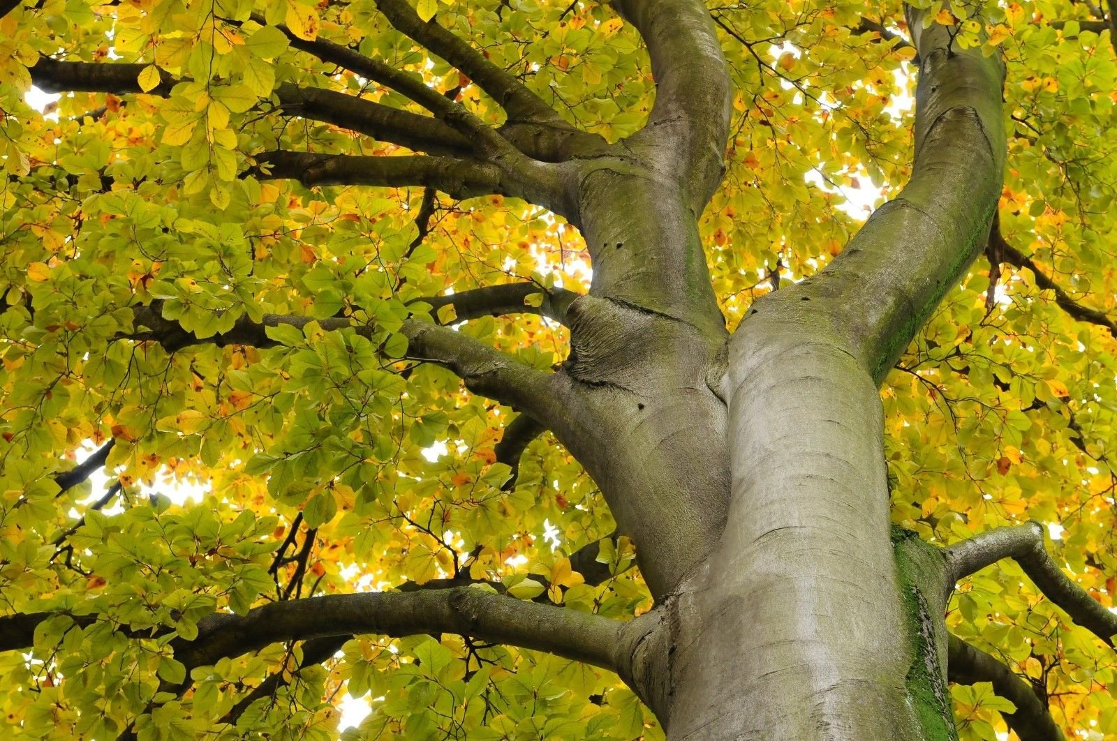 Fagus sylvatica