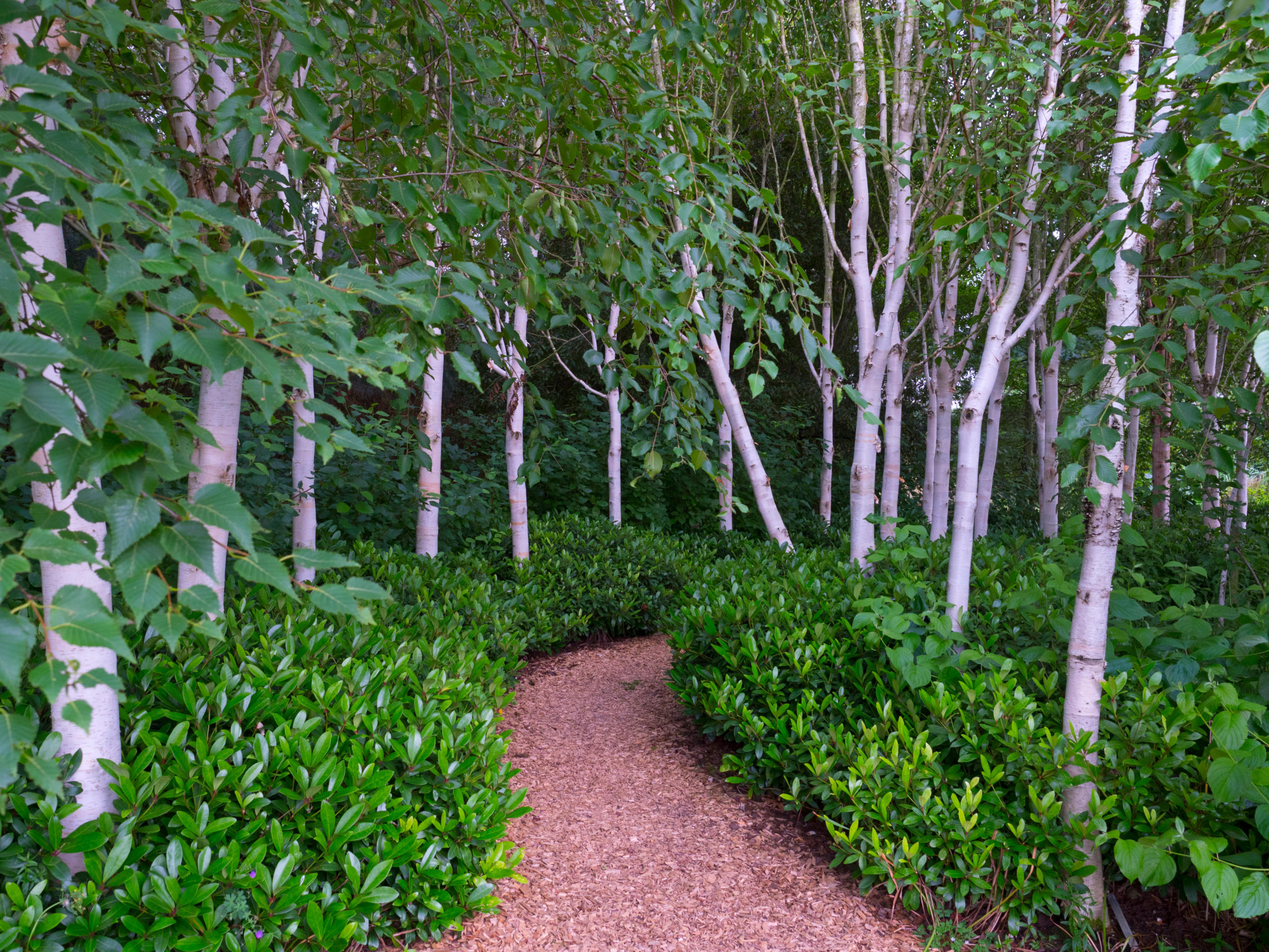 Betula utilis 'Jacquemontii'