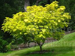 Catalpa bign. 'Aurea'