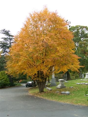 Cercidiphyllum japonicum