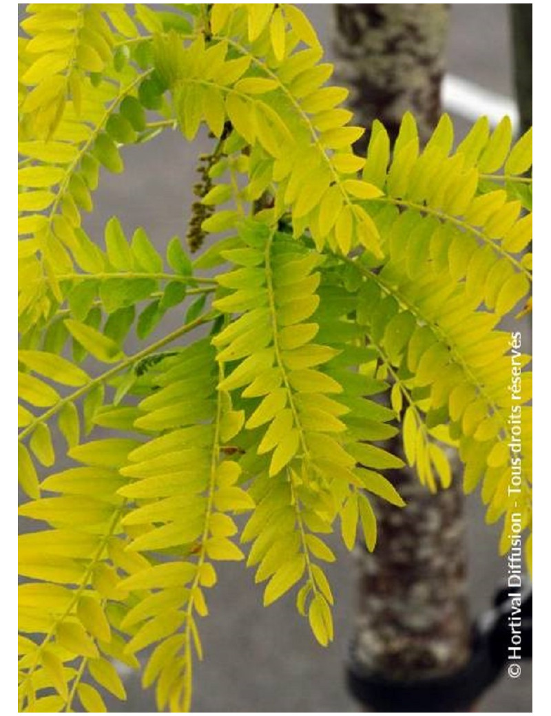 Gleditsia triacanthos 'Sunburst'