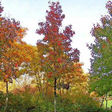 Liquidambar styraciflua Worplesdon