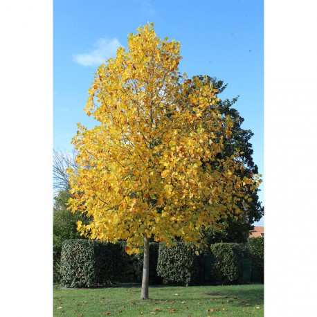 Liriodendron tulipifera