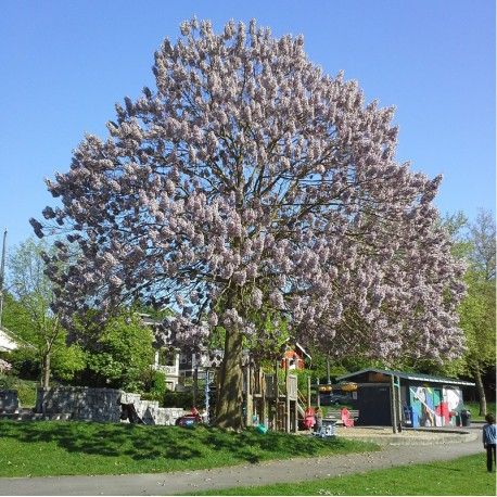 Paulownia tomentosa