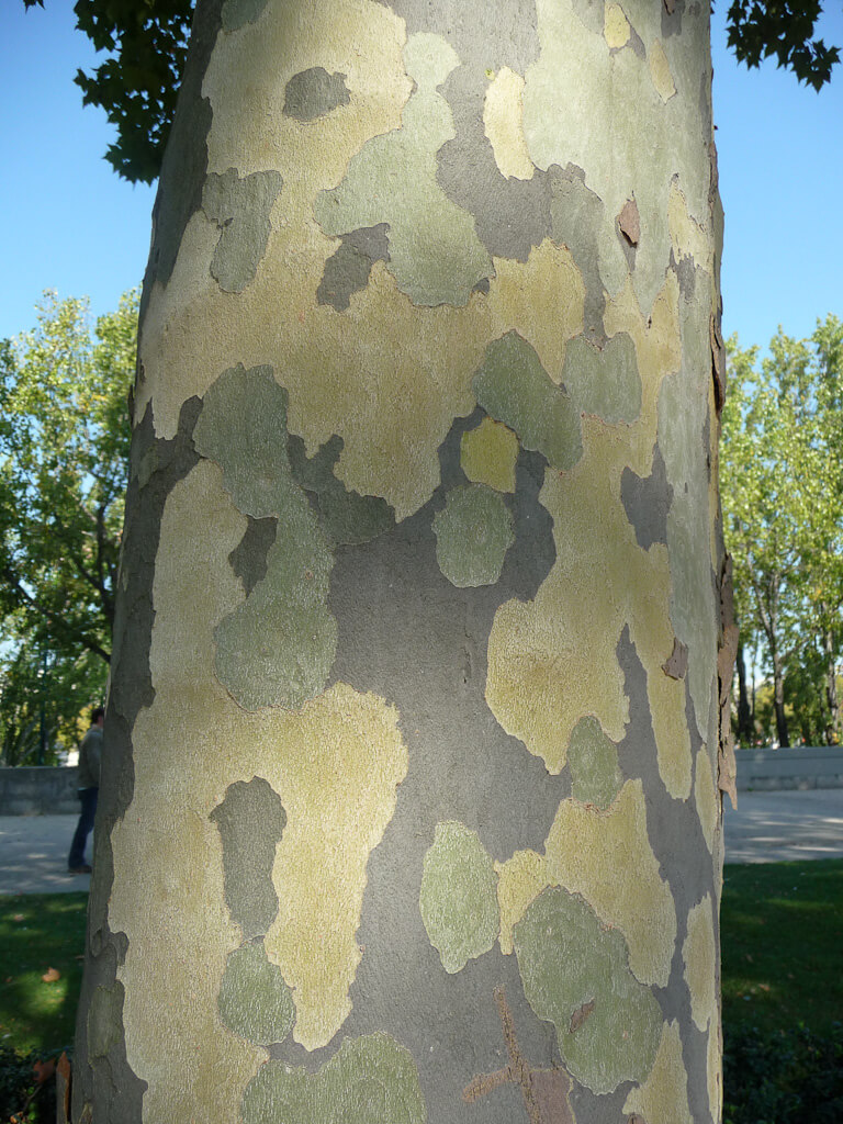 Platanus X hispanica