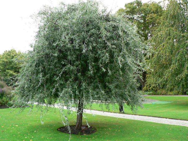 Pyrus salicifolia 'Pendula'