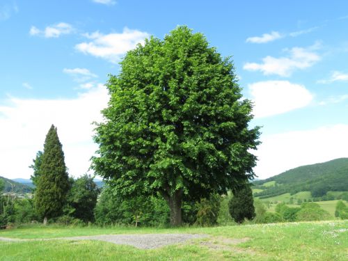 Tillia en variétés