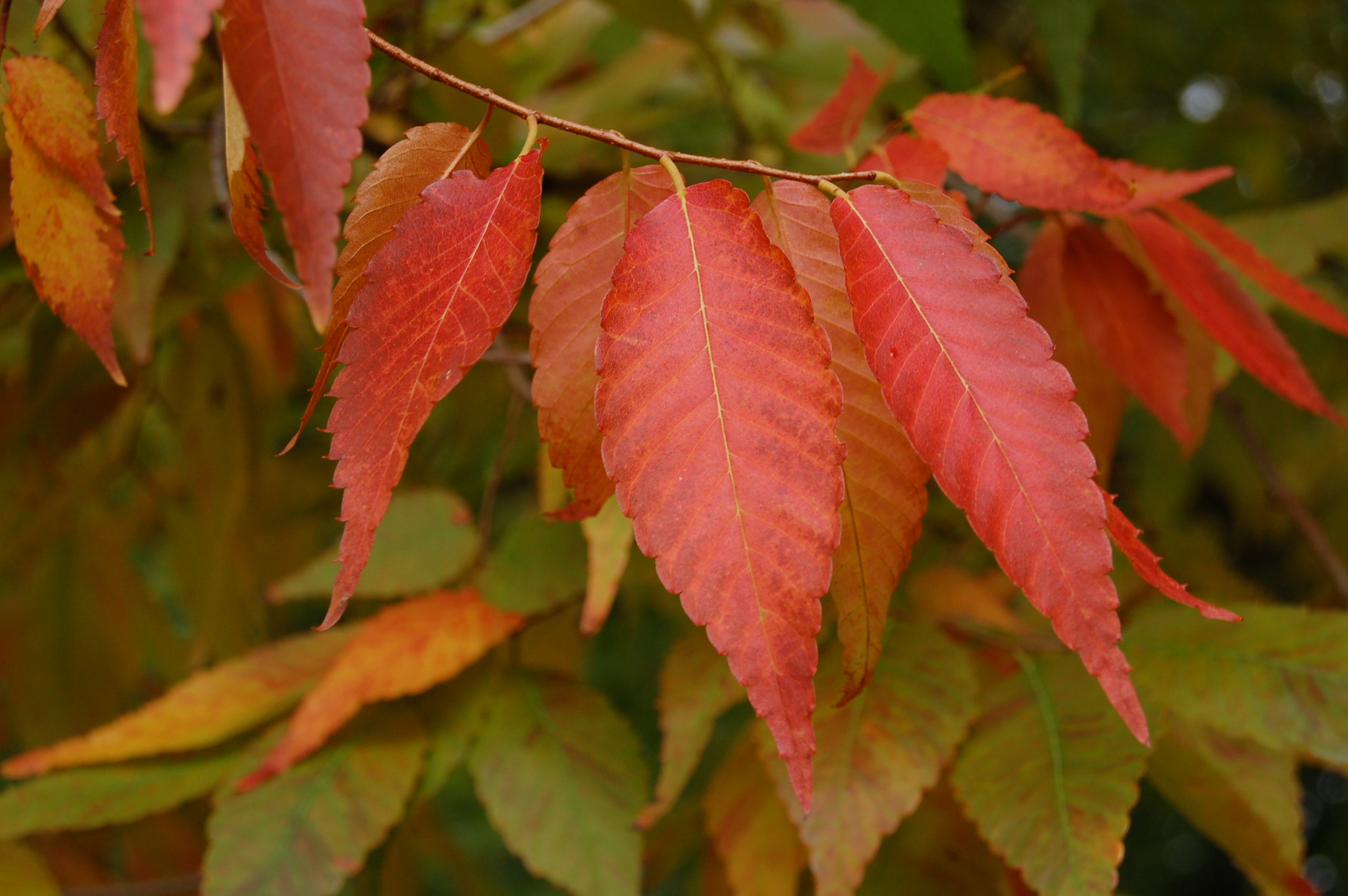 Zelkova serrata