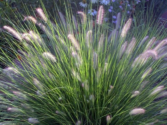 pennisetum alop. Hameln