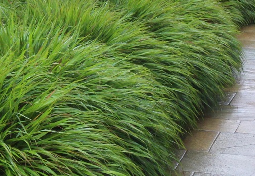 Hakonechloa macra