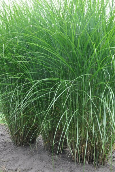 Miscanthus sin. Gracillimus