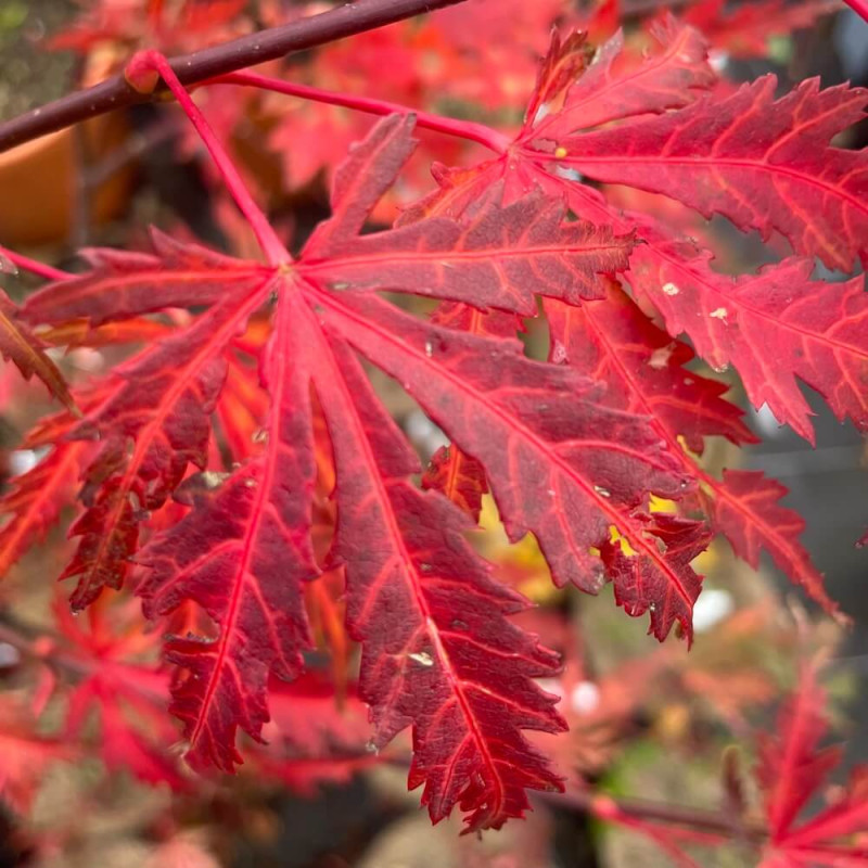 Acer palmatum 'Ariadne'