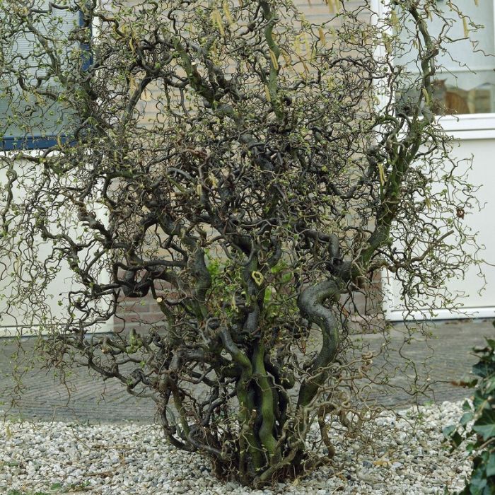 Corylus avellana 'Contorta'