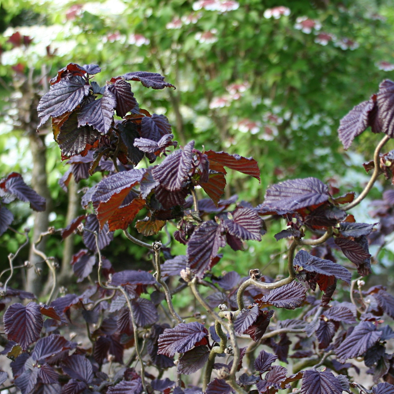 Corylus avellana 'Red Majestic'